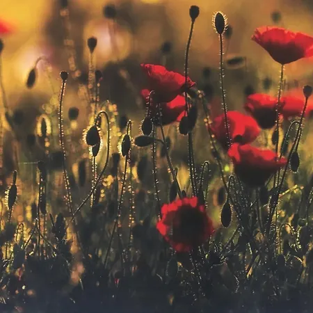 Kis Haz Az Erdo Mellett - Little House Next To The Forest * Balatonakarattya