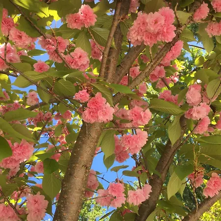 Appartement Kis Haz Az Erdo Mellett - Little House Next To The Forest Balatonakarattya